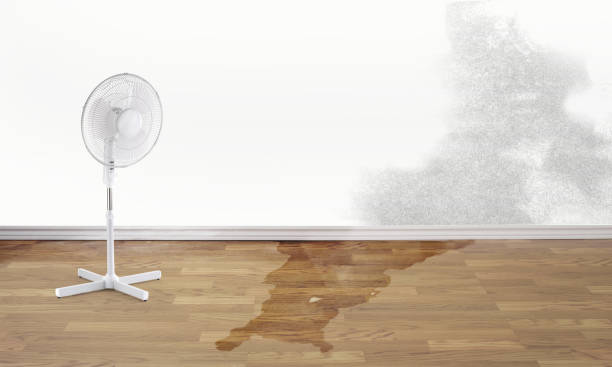 Best Carpet water damage restoration  in Brownsville, LA